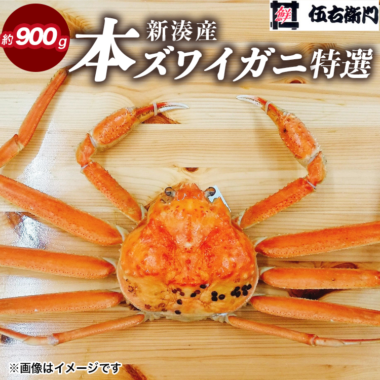 【伍右衛門】[特選]新湊産本ズワイガニ約900g｜海の幸 海鮮 お祝い 集まり メニュー 冬の味覚 茹でたて 新鮮 国産 富山県産 ※離島への配送不可 ※2025年11月上旬～2026年3月中旬頃 ※発送まで1か月以上かかる場合があります。