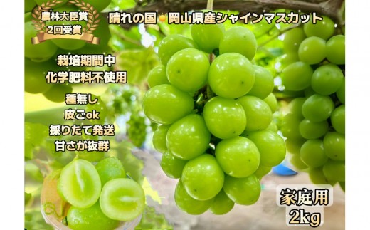 
                  ぶどう 2026年  シャインマスカット 家庭用 約2kg  家庭用  農林大臣賞2回受賞 岡山 果物 フルーツ  採りたて発送 農家直送 数量限定 新鮮  訳あり7月中旬から発送
                
