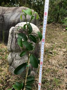 植物 福の山・榊（サカキ) 苗木(1ポット)：50cm 広島県福山市/小林商事 本榊 さかき 苗木 地植え 神棚 プランター 観葉植物 [BAEA006]