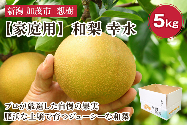 
            【2025年先行予約】【家庭用】新潟県産和梨 幸水 約5㎏（10〜16玉） 《8月下旬から順次発送》梨 なし ナシ 幸水 こうすい  果物 果樹 フルーツ 樹上完熟 加茂果樹専門家集団 加茂市 想樹
          