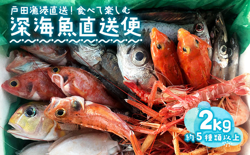 
                  見て食べて楽しむ 深海魚直送便 約2kg 2～3人前 セット 深海魚の宝庫 沼津 戸田 からお届け！
                