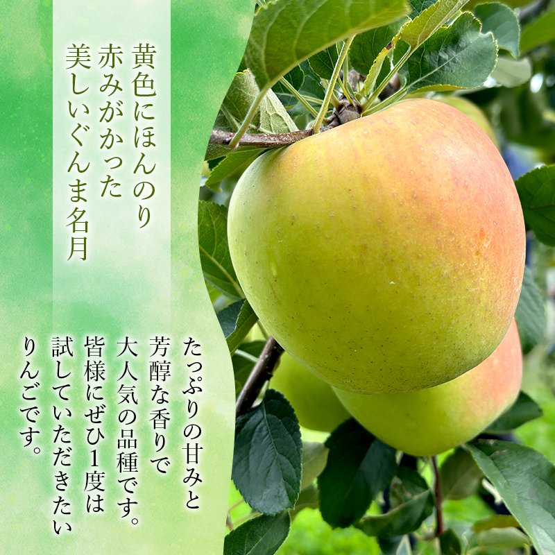 りんご【11月～2月発送】糖度13度以上 訳あり品 家庭用 ぐんま名月 約3kg【青森りんご】