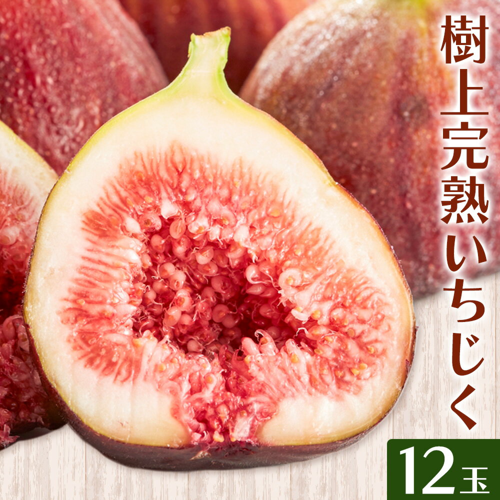 【ふるさと納税】【ハウス栽培】和歌山県産樹上完熟いちじく (海南市) 12玉入り 厳選館《8月上旬-10月中旬頃出荷》和歌山県 日高川町 柑橘 オレンジ みかん 果物 フルーツ 青果 送料無料