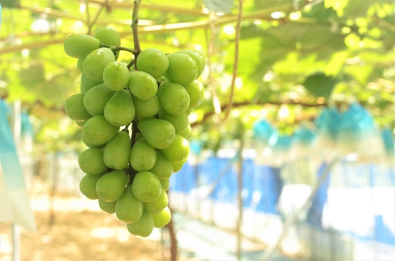 6月下旬の写真です。順調に大きくなっています！