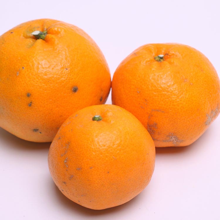 ＜2月より発送＞家庭用 はるみ1kg+250g（傷み補償分） ｜ わけあり 訳あり ワケアリ デコポンの姉妹品種・新食感春みかん【光センサー選別】_イメージ2