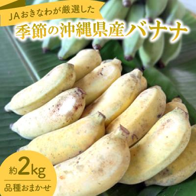 ふるさと納税 西原町 JAおきなわが厳選!季節の沖縄県産バナナ約2kg(旬の品種おまかせ)