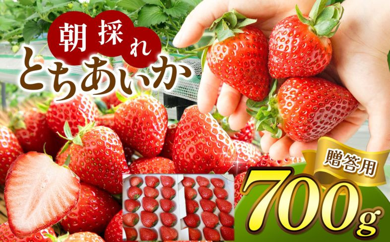 
            【2026年先行予約】【贈答用】朝採れいちご とちあいか 700ｇ 真岡市 栃木県 送料無料
          