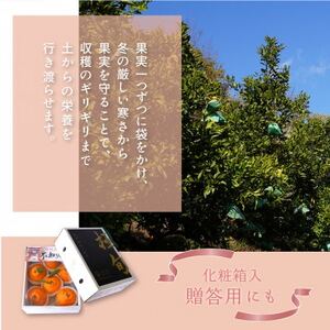 先行予約!【贈答用化粧箱入】 不知火 樹上完熟 約2kg (5～8個入)【1616372】