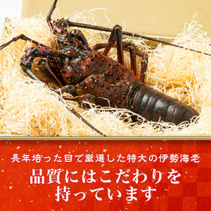 特大　活き伊勢海老Ｄコース 1尾（500～600g）　山金商店　／　伊勢えび　エビ　海老　伊勢志摩産