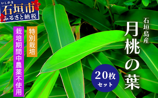 自然栽培の「月桃の葉20枚」セット（特別栽培、栽培期間中農薬不使用）【 沖縄県石垣市 月桃 葉 鑑賞 農薬不使用 化学肥料不使用 離島のいいもの 沖縄いいもの石垣島 】OI-15