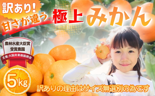 先行予約 2026年11月下旬より発送 【 訳あり 】 甘さが違う極上みかん 5kg 高糖度 甘い みかん 柑橘 フルーツ 家庭用 贈答用対応 ギフト 大阪府 河内長野市 角農園