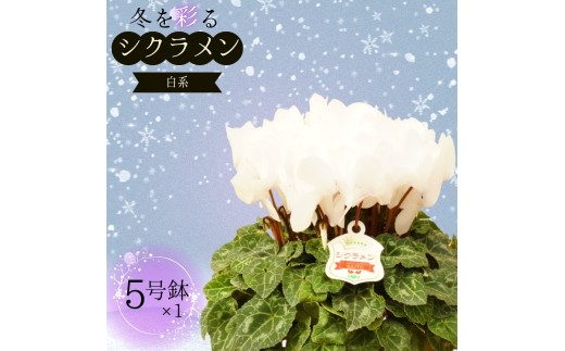 シクラメン 5号鉢 × 1鉢 2025年シーズン 先行予約 ホワイト系 冬の花 鉢花クリスマス 冬のガーデニング フラワーガーデン斉藤 花農家直送 千葉県八街市