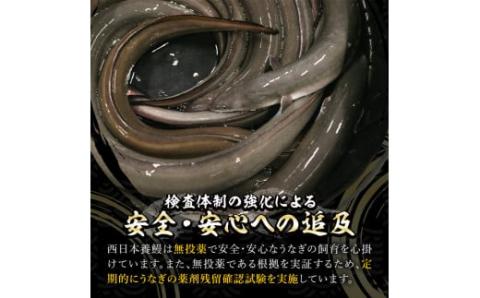 【土用の丑の日対応6/30入金まで】【無投薬にこだわったうなぎ】鹿児島県産きざみうなぎ蒲焼5袋【国産】