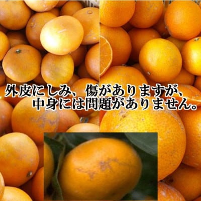 2025年11月より発送開始　ぷるぷる食感!!「まどんな」約2キロ【訳あり・家庭用】【B39−58】【配送不可地域：離島】【1512437】