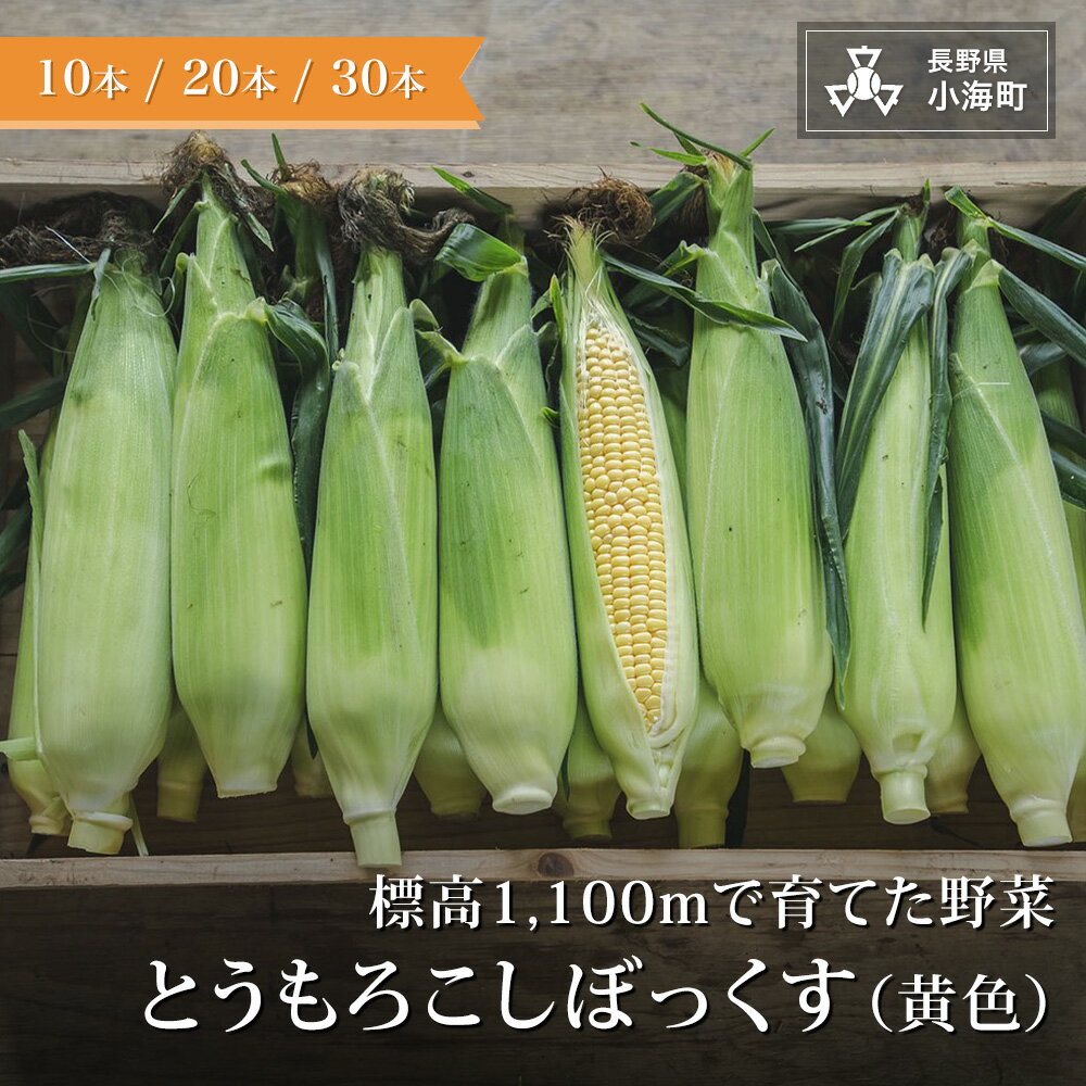 【ふるさと納税】あとくら農園 トウモロコシぼっくす（黄色）| 野菜 新鮮 旬 トウモロコシ 10本 20本 30本【 2026年発送 先行予約 】