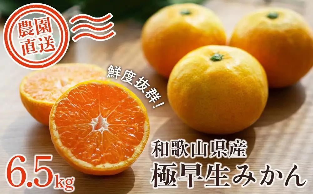 【先行予約】訳あり 海南市 極早生みかん 6.5kg フレッシュな旬の味わいをお届け!2026年10月より順次発送 日南早生みかんなど［Mg2］