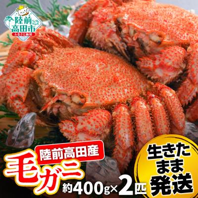 ふるさと納税 陸前高田市 生きたまま発送 毛ガニ 約400g×2匹 陸前高田市産 かに カニ 蟹 活毛ガニ 新鮮 濃厚 天然