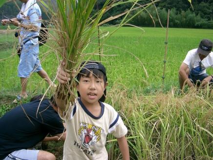 【12回定期便】＜アスカ有機農園＞京都 丹波 こだわり 米 5kg × 12ヶ月（毎月お届け）計60kg 《令和6年産 特別栽培米》※2024年10月以降順次発送予定