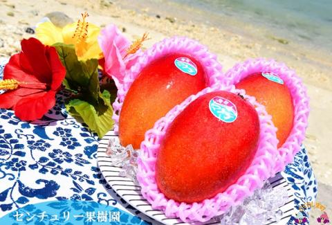 《先行予約》徳之島センチュリー果樹園さんの完熟マンゴー（1㎏）　( マンゴー フルーツ 果物 完熟 無加温 徳之島 世界自然遺産 美味しい とろける 旬 贅沢 糖度 南の島 )