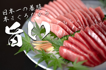 黒潮本マグロ 贅沢お刺身セット