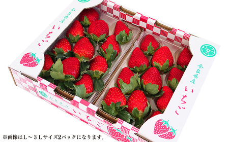 平群の古都華 いちご L ~ 3L サイズ から 2種 （2パック1ケース）計 2パック 苺屋小東 | フルーツ いちご 古都華 先行予約 奈良県 平群町