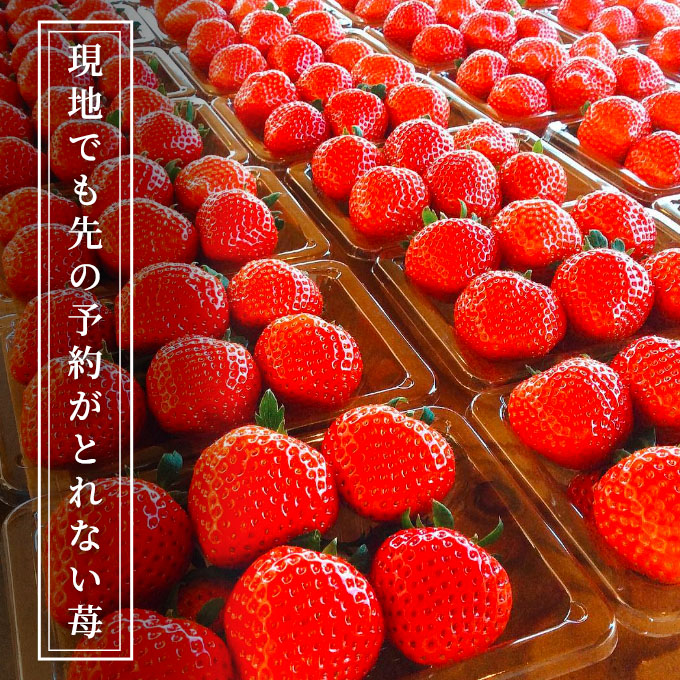 先行予約価格[2026年1月上旬より順次お届け]空浮いちご 4パック「北海道・沖縄・離島へのお届け不可」 果物 フルーツ 姫路市産 ハウス育ち デザート おやつ 食後 お菓子作り ケーキ作り