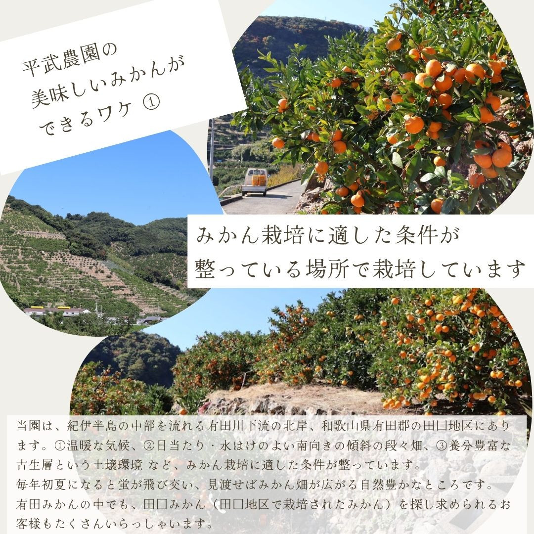 農家直送！有田みかん（5kg 3Sサイズ（超小玉）秀品）平武農園　～蛍飛ぶ町から旬の便り～