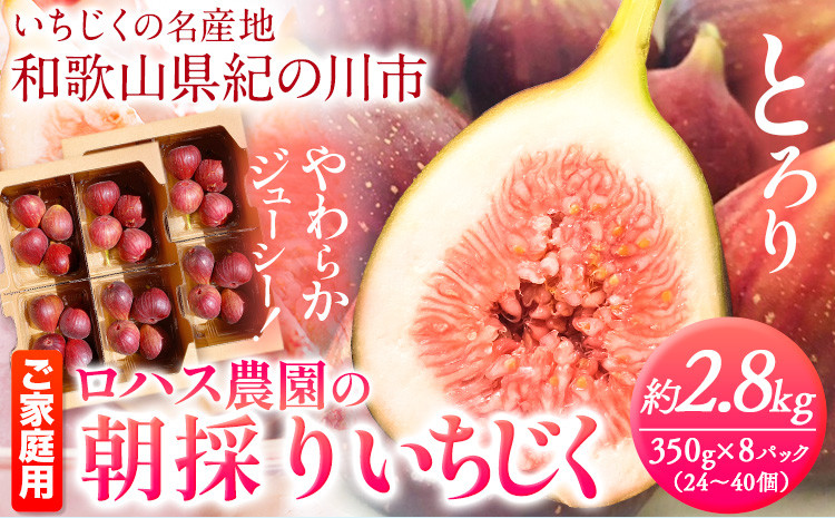 
                  ご家庭用 朝採りいちじく 2箱 約2.8kg 350g×8パック ロハス農園《8月上旬-11月末頃出荷》和歌山県 紀の川市 無花果 イチジク【配送不可地域あり】
                