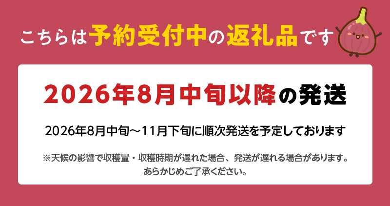 SDGs米糠循環農法で育てた樹上完熟イチジク秀品700g以上（サイズ混合12個）×2箱　潰れにくいイチジク専用容器入り【産地直送2026年8月より順次出荷】_イチジク 秀品 700g 以上 サイズ混合