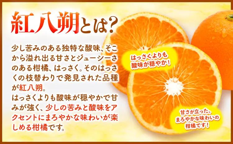 はっさく 訳あり 紅八朔 約4kg