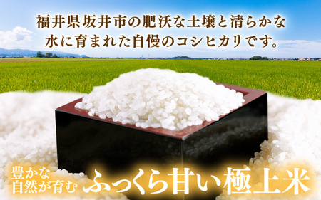 先行予約 【令和8年産・新米】 坂井市産 コシヒカリ 白米 10kg (5kg×2袋) (中瀬農産) 2026年10月以降順次発送予定 精米 おこめ [A-20508]