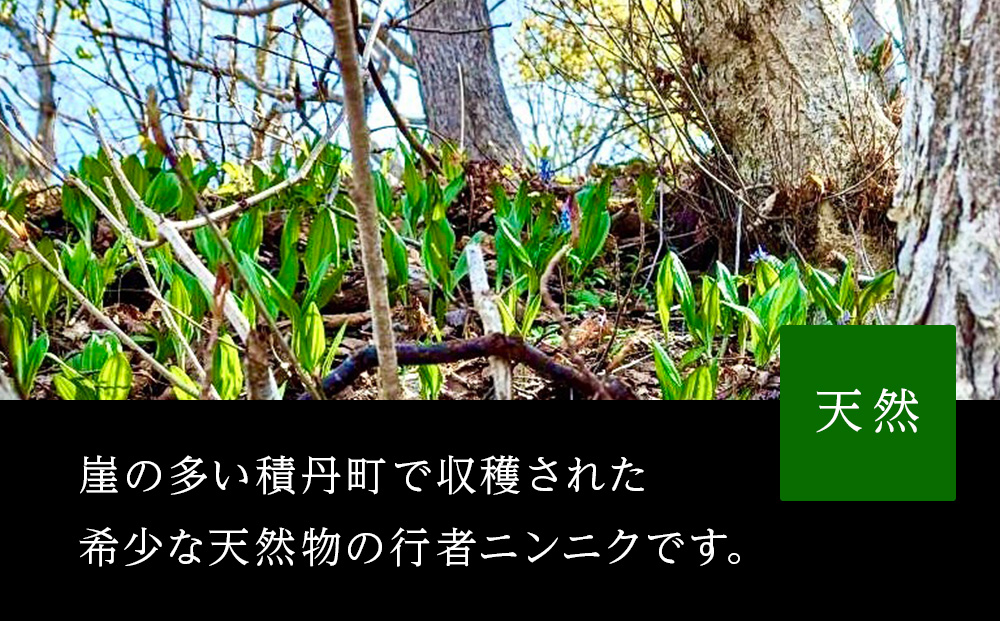 天然物！！ 積丹産 行者ニンニク 醤油漬け 150g×3 アイヌネギ 山菜 積丹 北海道 天然 カムイ ギョウジャ 瓶