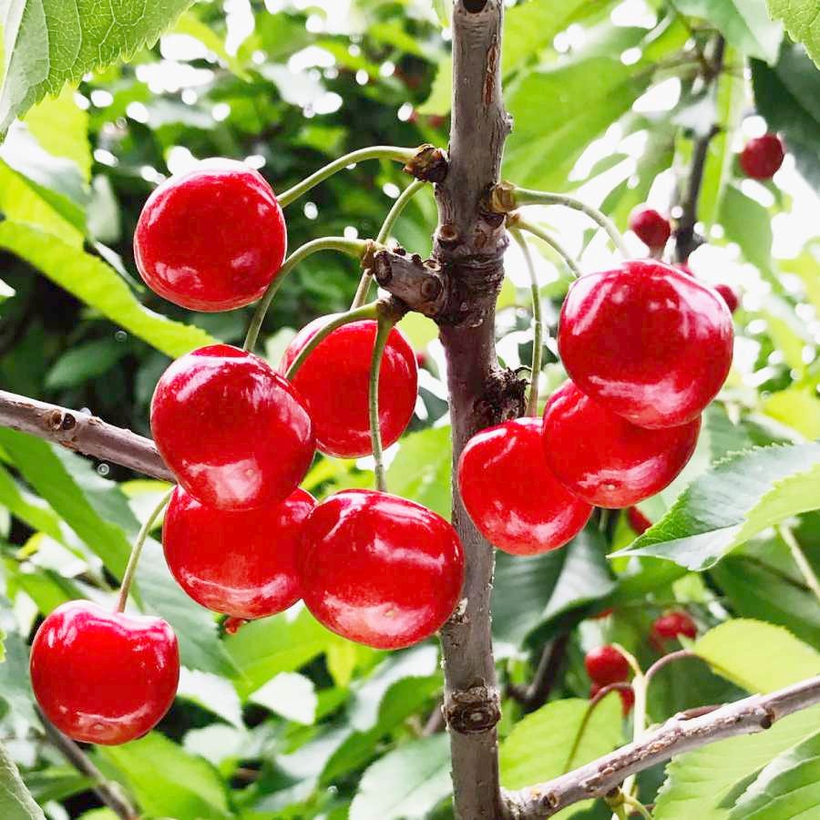 ＜アンスリーファーム＞山形県産　さくらんぼ　佐藤錦　特秀品/手詰1段　2Lサイズ　300g