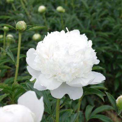 ふるさと納税 中野市 シャクヤク切花　2品種8本入り |  | 01