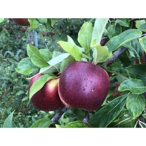 青森りんご　恋空(こいぞら)　家庭用　約5kg　お盆の頃に収穫　真夏の本格派りんご　約18個入り【配送不可地域：離島】【1648322】