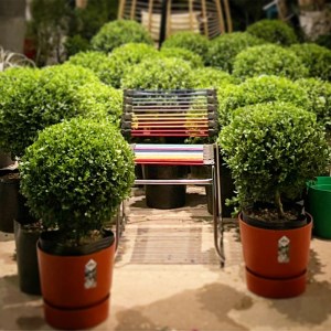 SL0092　インテリアグリーン「ツゲのトピアリー ガーデンM」