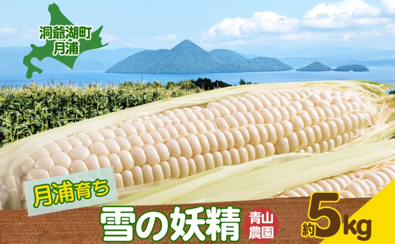 北海道 洞爺湖町 月浦 雪の妖精 5kg 先行受付 8月下旬～9月中旬頃にお届け とうもろこしトウモロコシ とうきび スイート コーン 旬 野菜 甘い 大粒 人気 朝採り 産地直送 青山農園 送料無料