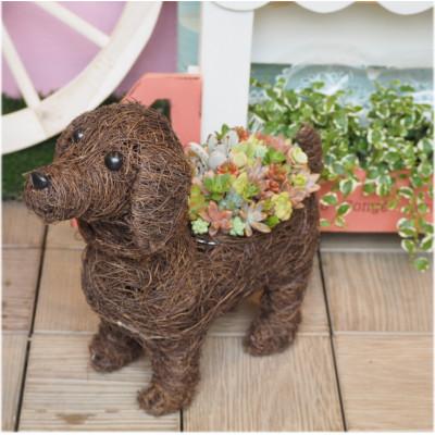 ふるさと納税 朝倉市 まるで多肉の宝石箱♪チビわんこの多肉植物寄せ植え(1匹)