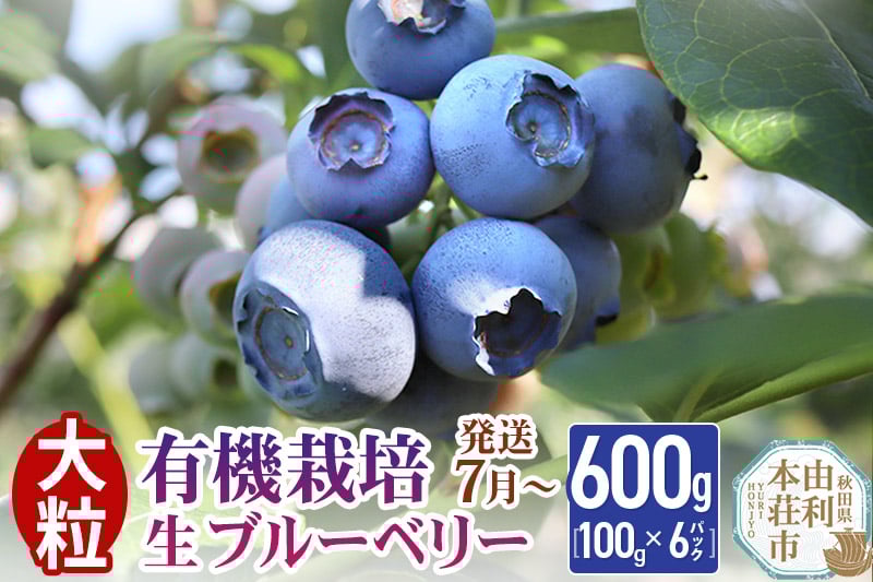 
            【発送7月から順次】田口農園 秋田県産 大粒 ブルーベリー 生 合計600g(100g×6パック) 
          