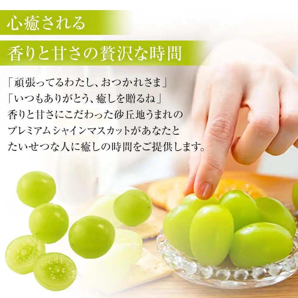 シャインマスカット 訳あり 先行予約 家庭用 鳥取砂丘地産 1.4kg（350g×4パック）｜シャインマスカット