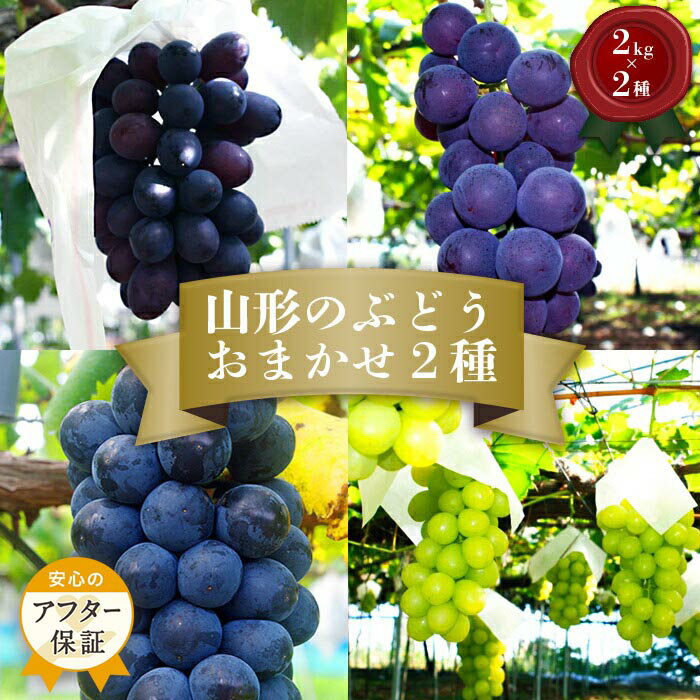 【ふるさと納税】＼アフター保証対象品／ 山形 ぶどう 秀品 4kg 品種おまかせ 【2025年9月〜10月発送分先行受付】 先行予約 山形 ピオーネ マスカット 等から 約2kg×2種をお届け 食べ比べ 詰め合わせ フルーツ 果物 ふるさと ランキング 人気 令和7年 2025年 H056(R7)