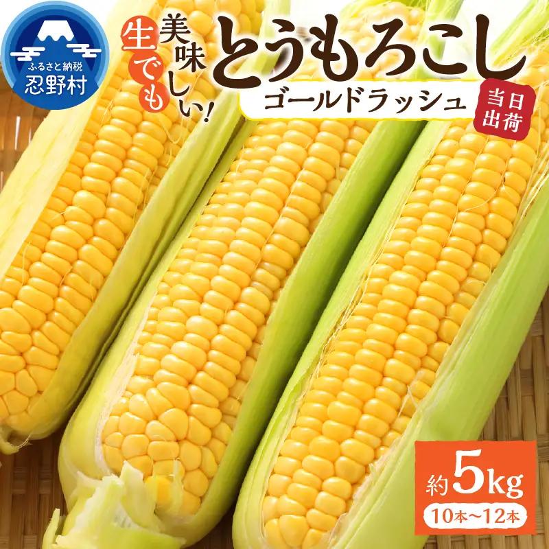 【2026年先行予約】富士北麓忍野村の気候、水、自然で作られた朝採りトウモロコシ（ゴールドラッシュ）（約5kg）