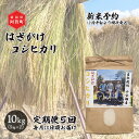 【ふるさと納税】 《先行予約》＜定期便5回＞ 米 10kg 新潟県産 コシヒカリ はざ掛け 天日干し 令和6年産 越後奥阿賀産 5kg×2袋 | 小会瀬 はざがけ こしひかり 一等米 送料無料 お取り寄せ お米 白米 精米 ※2024年10月中旬頃より順次発送