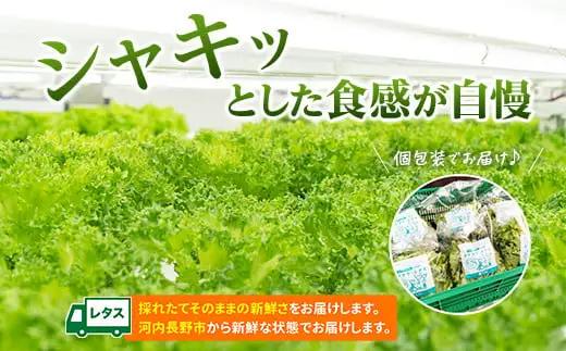 【レタス定期便　毎月お届け3ヵ月】レタス 6個