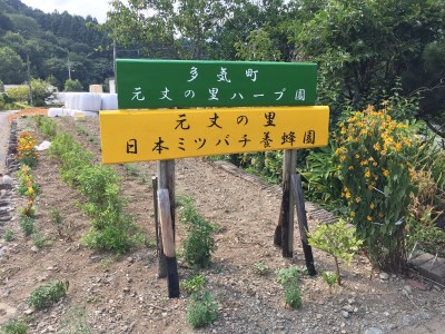 GE-05　無農薬ハーブ園から採取した超希少な日本ミツバチの蜂蜜