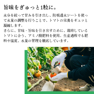 【2026年12月下旬～順次発送】＜訳あり フルーツトマト 原田農園 約1.6kg 箱入＞ 桃太郎 家庭用 ワケあり 変形 キズあり 高知県 佐川町　