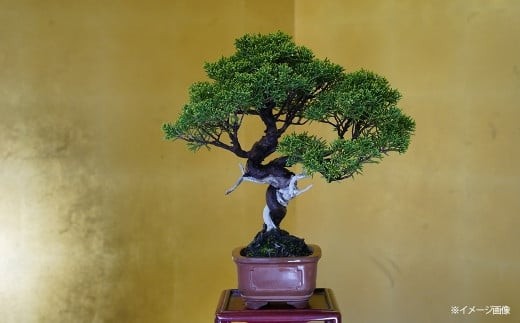 
                  真柏盆栽（中型サイズ）　【11100-0068】
                