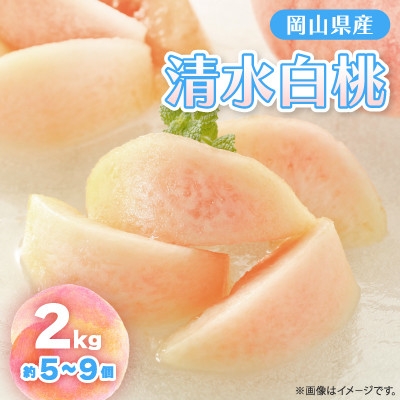 
                  2026年7月下旬頃より発送予定・岡山の白桃・清水白桃(2kg箱)_桃 白桃 清水白桃 もも モモ 甘い 果物 くだもの フルーツ デザート 岡山県 津山市 国産 産直 産地直送 ギフト 贈り物 送料無料【1484602】
                