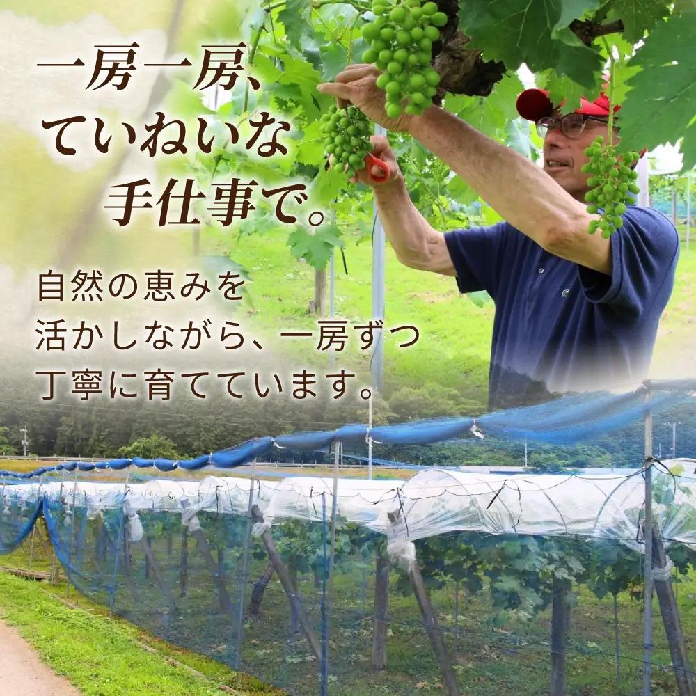 植木さんのニューピオーネ 〈粒パック詰め〉約2.4kg 200g×12パック 【beac010-01】