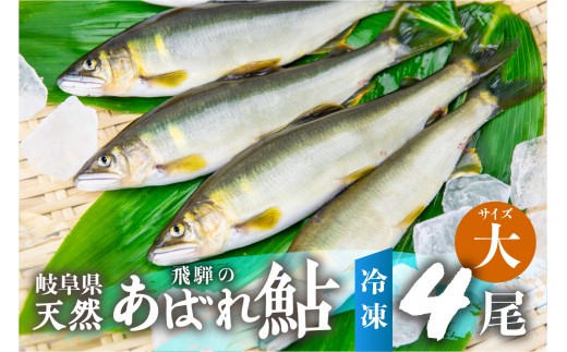 《先行予約》2026年産 飛騨 天然鮎 大サイズ 4尾 天然 アユ 鮎 岐阜県 室田名人 宮川下流 飛騨のあばれ鮎 高級料亭御用達 急速冷凍 冷凍 あゆ 魚 天然 川魚 20000円 2万円